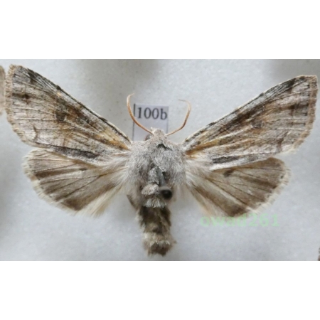 Orthosia incerta (Hufnagel, 1766) Czech100b